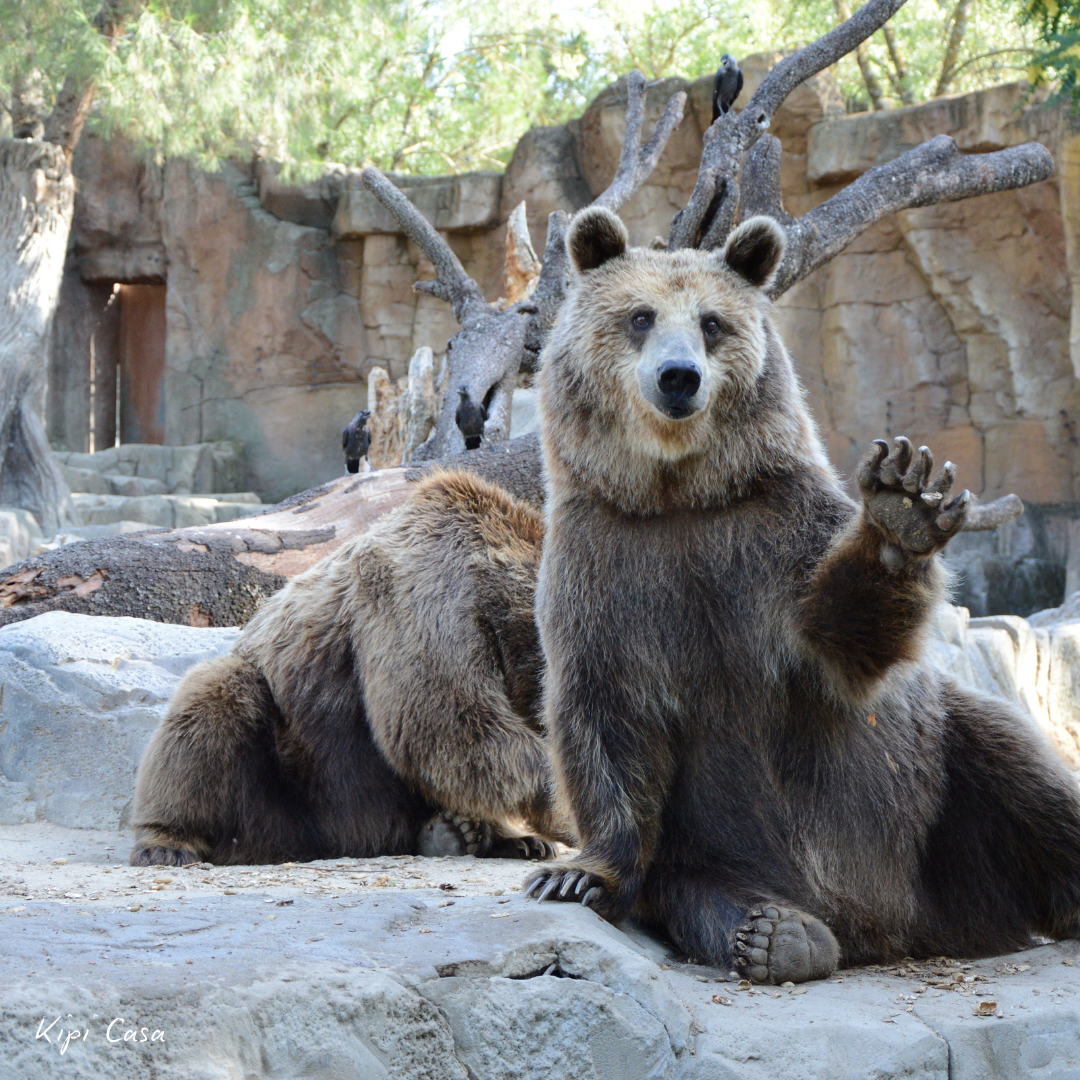 Zoo Bojnice, Kipi Casa